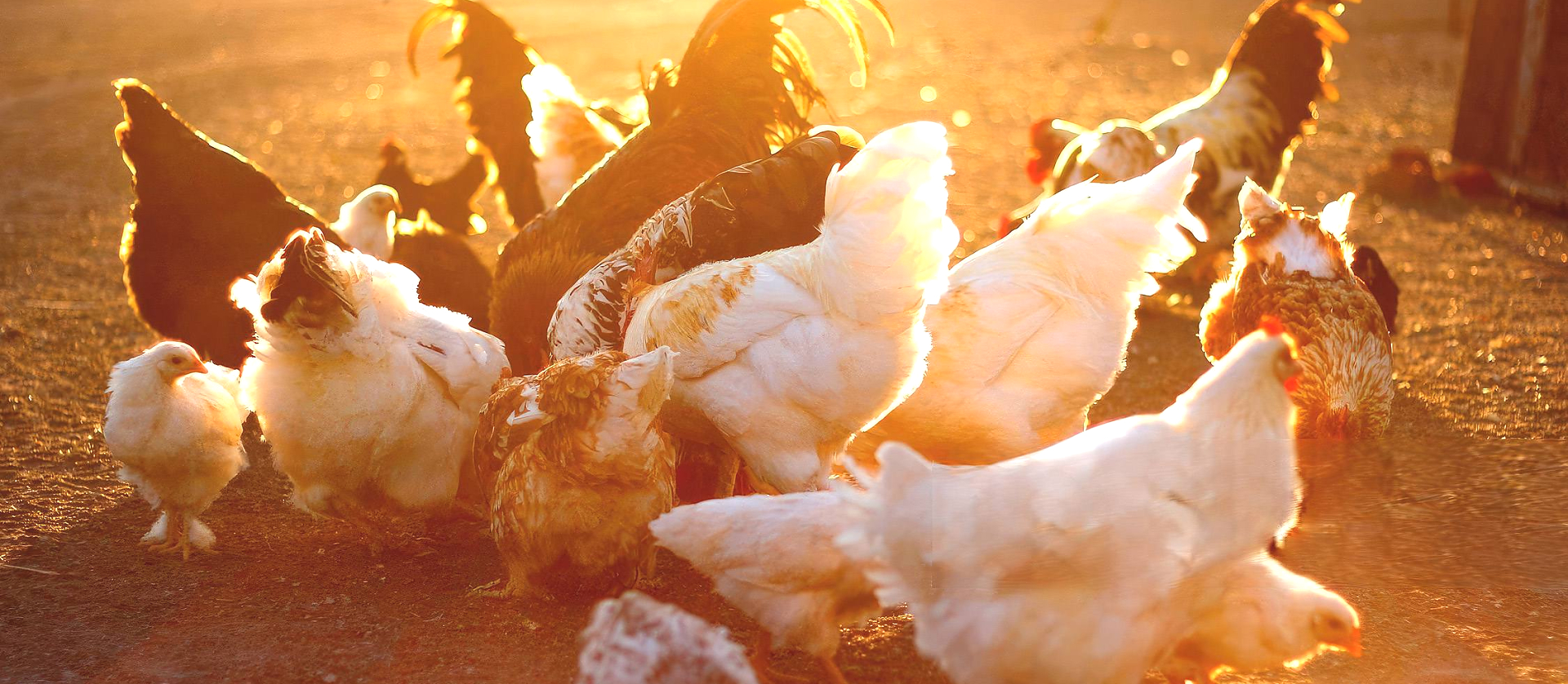 Free Range Chickens