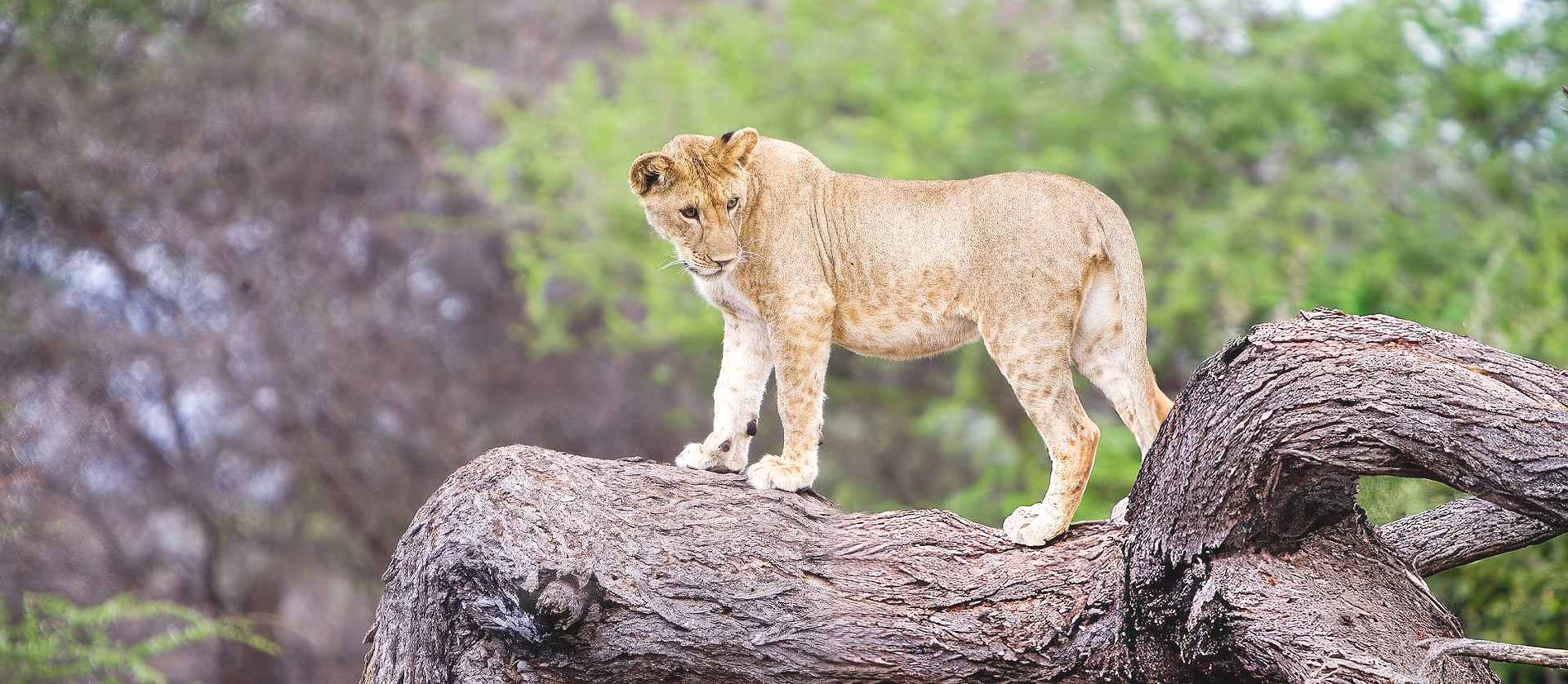 A stepping to Safaris Destination